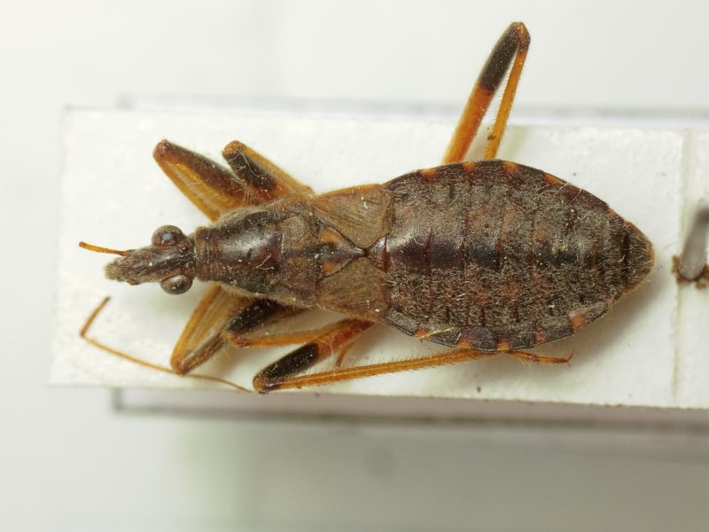 Himacerus dauricus (Kiritshenko, 1911)